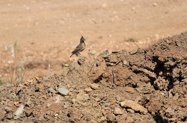 Thekla Lark or Galerida theklae in the morning. Algarve Portugal.