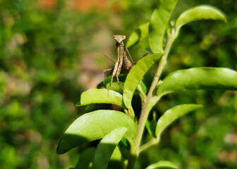 Mantis on top if a branch