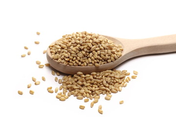 Wheat kernels, grains pile in wooden spoon isolated on white background, side view 