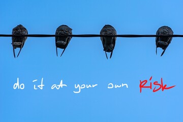 Pigeons birds on the wire from above. Text: "do it at your own risk."