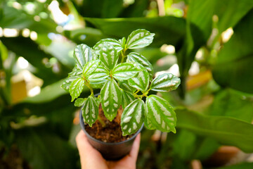 Pilea Cadierei Live Plant Indoor Aluminium Plant