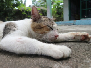 Fototapeta na wymiar 3 year cute adult male cat who likes to sunbathe in front of the house