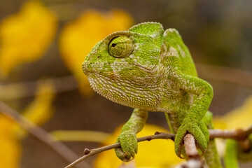 green chameleon on a branch
