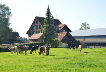 Farm house in Switzerland with stable and livestock cows on the farmland