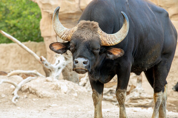 Gaur (Bos gaurus), also called seladang or Indian bison