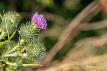 Close up of a common thistle (cirsium vulgare) flower head