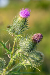 Close up of a common thistle (cirsium vulgare) flower head