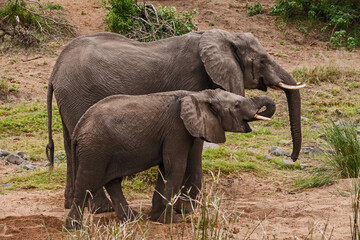 Fototapeta premium African Elephant Loxodonta africana drinking 13713