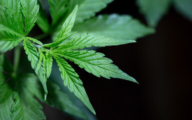 a green cannabis bush in a dark