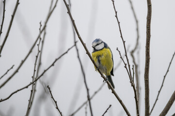 Blaumeise