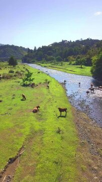 Aerial view of herd of cows in green meadow next to river. An unmanned plein-air of river and green field with a herd of cows. Georgia. drone takes pictures from above as cows graze. vertical video,