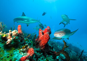 Caribbean reef sharks and Nurse shark ower coral reef.