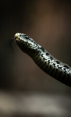 Hungarian meadow viper (Vipera ursinii rakosiensis) close-up
