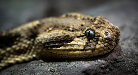 Puff adder (Bitis arietans) head close-up