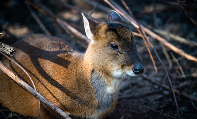 Reeves's muntjac (Muntiacus reevesi), a tiny species of deer, close-up