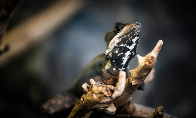 Common basilisk (Basiliscus basiliscus) close-up