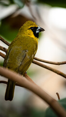 Yellow-green grosbeak (Caryothraustes canadensis) in a tropical environment