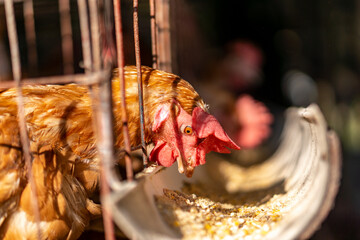 Close-up of chickens in a farm, peeking through the cage and eating.