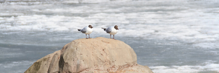 A couple of waterfowl on a winter day