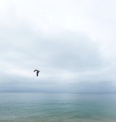 seagull in flight on calm cloudy day