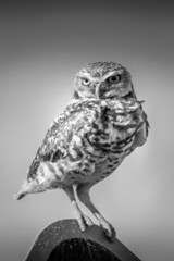 Burrowing Owl Perching