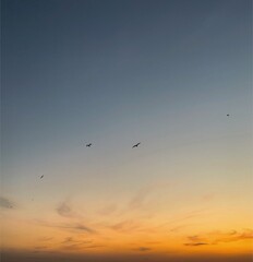 Fototapeta premium seagulls in flight at sunset