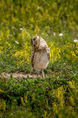 Burrowing Owl Sideways

