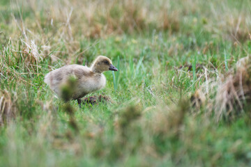 ducklings in the grass