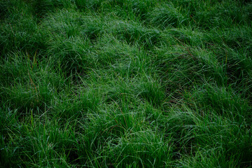green grass background
