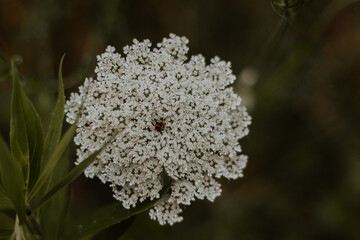 Close up of a beautiful Queen Anne's Lace