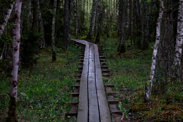 Obraz premium wooden path in the forest