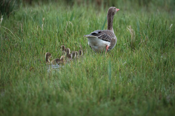 Family of goose with goslings