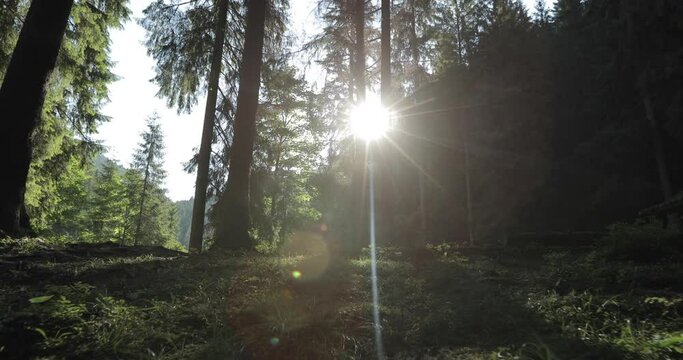 lake in the mountains In the forest at sunset