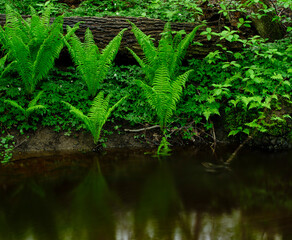 green fern in the water