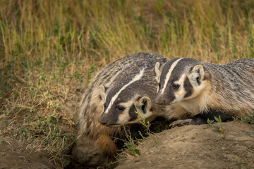 American Badger Pair