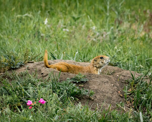 Prairie Dog with Wildflowers