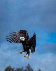 Bald Eagle in Flight