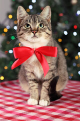 Cat with green eyes.Little gray brown Cat with a beautiful red bow. Winter. Pets. Care concept. Tabby .Beautiful kitten on the background of Christmas tree and Christmas lights. Cute kitten . Holiday