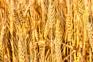 Golden wheat field close-up. Wheat spikelets on a bright sunny day. The theme of agriculture, a rich harvest, farming. Agricultural summer landscape. Rural nature scenery background.