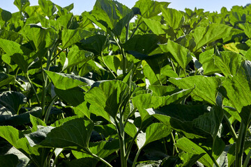 The topic of agriculture, farming. Growing young sunflowers before maturation with massive green leaves. A field of unripe sunflowers against a blue sky. The future rich harvest.