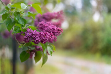 Obraz premium Beautiful flowering lilac branch. Place for text.