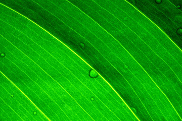 Water droplets on green leaf