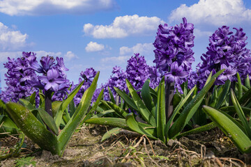 Close-up image of beautiful purple hyacinths in spring time in the Netherlands.