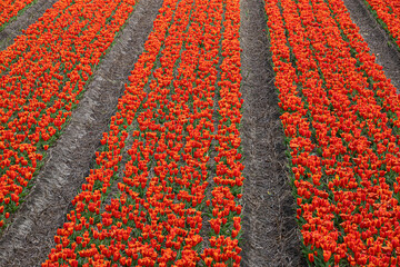 Rows of red tulips on the bulb fields in the bulb region in the Netherlands.