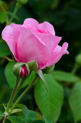 Flowering rose bush in the garden with rose flowers covered with raindrops, Sofia, Bulgaria  