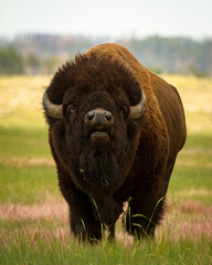 Fototapeta premium Bison Bull in Rut