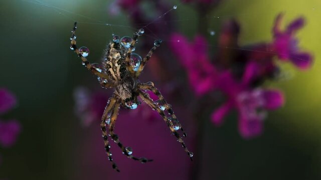 A large spider with water droplets on its body. Creative. A large insect sits on its web and purple bright flowers in the background in macro photography.