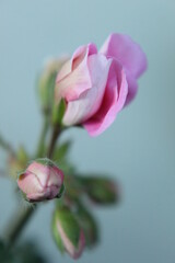 pink flower bud