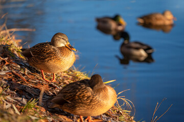 Mallard ducks.   Wild duck (Anas platyrhynchos) is a dabbling duck.  Place for text
