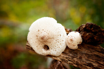 Hongos de la naturaleza